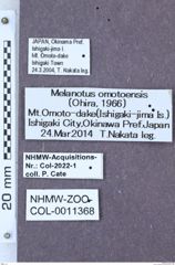 Etikett zu Melanotus omotoensis (Ôhira, 1966)